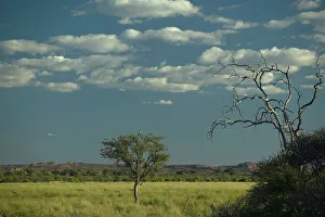Mashatu Prints: Nel's Vlei with Blackbrested Snake Eagle (Circeatus gallicus) in tree