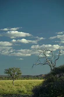 Mashatu Prints: Nel's Vlei with Blackbrested Snake Eagle (Circeatus gallicus) in tree