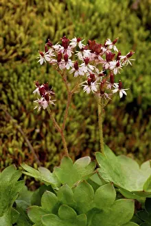 Cliffs Prints: Nelson's Brook Saxifrage (Saxifraga nelsoniana ssp)