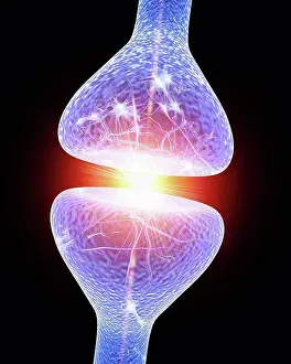 System Prints: Nerve synapse. Computer artwork of a junction