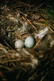 Delicate Prints: From above nest with small bird eggs placed on branches of thin conifer tree in forest