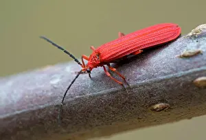 British Columbia Prints: Net-winged Beetle (Dictyoptera aurora) - Goldstream Provincial Park, Victoria BC