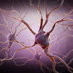 Neurological Prints: Neurons and extensions connecting to other neurons