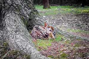 Deer Prints: New born Sika fawn deer in Nara Park forest, Japan