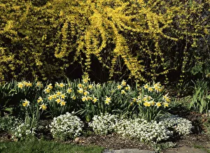 Formal Garden Prints: New Jersey State Botanical Garden, New Jersey, USA