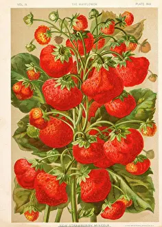 1890s Prints: New Strawberry Mineola, Chromolithograph, H.M. Wall, 1892