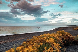 Horizontal Size Prints: New Zealand, Canterbury, Kaikoura, Flowers growing on beach along tranquil sea