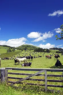 New Zealand, Gate and Dairy Farm near Kaikohe, Northland