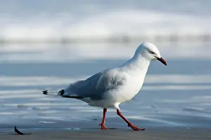 South Island Prints: New Zealand, South Island, Karamea. Red-billed Gull (Larus scopulinus)