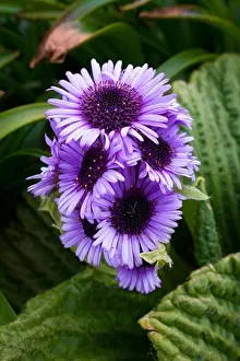 Wildflower Prints: NEW ZEALAND, SUB-ANTARCTICA, CAMPBELL ISLAND, PLEUROPHYLLUM SPECIOSUM, MEGAHERB, FLOWER