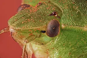 Pollen Prints: Nezara viridula or green stink bug; a species originary from Ethiopia but found all over the world