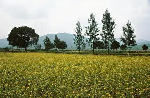 Petals Prints: Niger flower, Araku valley, andhra pradesh, india Copyright: xHxSatish/DinodiaxPhotox
