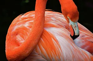 Animal Wildlife Prints: NIKON D300 Bird Flamingo Nature Beak Animal Close-up