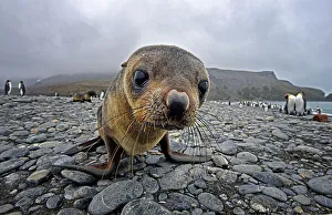 Seal Pup Prints: NIKON D600 Animal Wildlife Animal Nature Seal - Animal