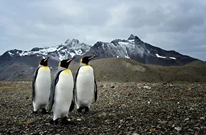 White Color Prints: NIKON D600 Penguin Outdoors Bird Nature Animal Wildlife