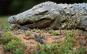 Crocodile Prints: Nile Crocodile collecting hatchlings to carry tham to water