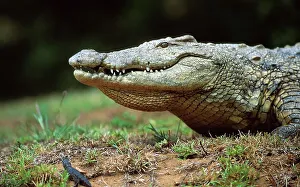 Crocodile Prints: Nile Crocodile collecting hatchlings in its mouth to carry them to water
