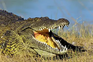 Nile crocodile or common crocodile (Crocodylus niloticus)