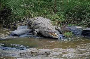 Crocodile Prints: Nile Crocodile, crocodylus niloticus, standing near River, Masai Mara Park in Kenya