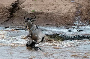 Antelope Prints: A Nile crocodile, Crocodylus niloticus