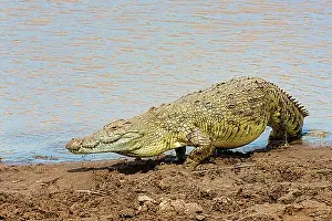 East Africa Prints: Nile crocodile (Crocodylus niloticus)