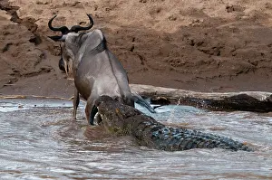 Antelope Prints: A Nile crocodile, Crocodylus niloticus