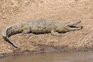 Nile Crocodile (Crocodylus niloticus) adult
