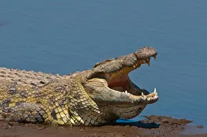 East Africa Prints: A Nile Crocodile (Crocodylus Niloticus) Basks At The Mara Riverside With Its Mouth Agape
