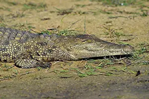 Swamp Prints: Nile crocodile (Crocodylus niloticus) lying on the shore