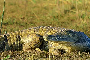 Nile crocodile (Crocodylus niloticus) on the shores of Lake Jozini (pongolapoort Dam) at White Elephant Lodge