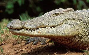 Crocodile Prints: Nile crocodile portrait. Greater St Lucia Wetland Park