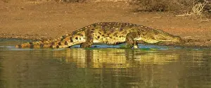 Kruger Prints: Nile Crocodile walking in water, Greater Kruger National Park, South Africa