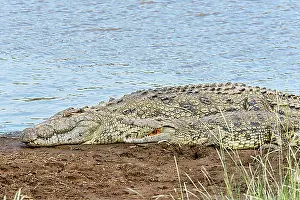 2 Animals Prints: Nile crocodiles (Crocodylus niloticus), Maasai Mara National Reserve, Kenya, Africa
