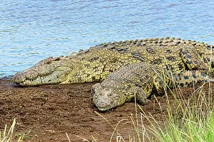 East Africa Prints: Nile crocodiles (Crocodylus niloticus)