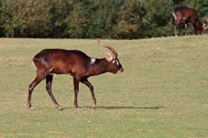 With Nobody Prints: Nile Lechwe (Kobus megaceros)