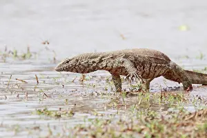 Matter Prints: Nile monitor lizard near a pond in search of food RSA