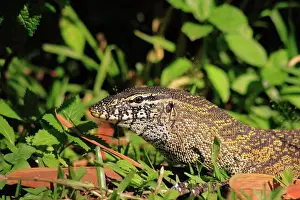 Neck Prints: Nile monitor lizard, Varnus niloticus