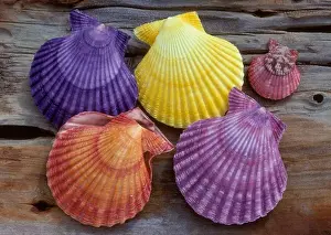 Seashell Prints: noble scallop mimachlamys (chlamys)