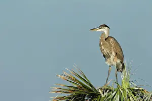 Avian Prints: Non fledged Great blue heron (Ardea herodias) juvenile standing atop a palm tree nest