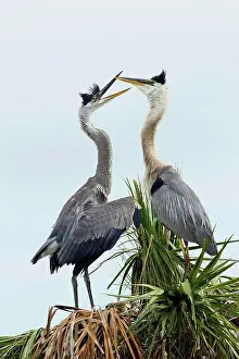 Adult Animal Prints: Non fledged juvenile Great blue heron (Ardea herodias) beaking with an adult for food