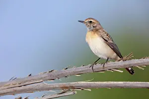 Osten Prints: Nonnensteinschmätzer, Pied Wheatear