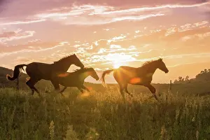 Animal Prints: Nooitgedacht Pony Three mares galloping silhouetted against the evening sky South Africa