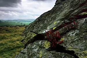 Limestone Prints: Norber erratics near Austwick, erratic boulders left on limestone pavement by erosion