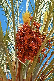 Oasis Prints: North Africa, Tunisia, Tozeur province, Mountain oasis, Mides, dates