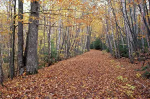 Birch Tree Prints: North America, US, ME, New England Fall. Gravel Road near Sieur de Monts Spring