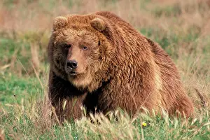 Grizzly Prints: North America, USA, Alaska, Kodiak Island, Grizzly or Brown bear