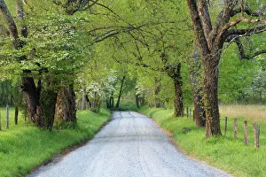 Lane Prints: North America; USA; Tennessee; Lane at Cades Cove in the spring in the Smoky Mountains.NP