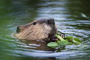 Yellow Stone Prints: North American Beaver (Castor canadensis) feeding on Aspen twigs at the edge of a pond