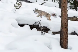 Rufus Prints: North American Bobcat (Lynx rufus) climbing fallen logs in deep snow