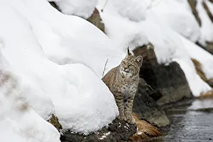 Rufus Prints: North American Bobcat (Lynx rufus) on the edge of the Madison River